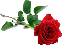 Red Rose